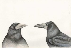 Corvus Frugilegus - Rooks