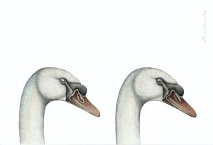 Cygnus olor - Swans