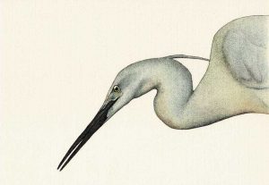 Egret garzetta - Little Egret