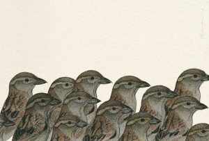 Passer domesticus - House Sparrow