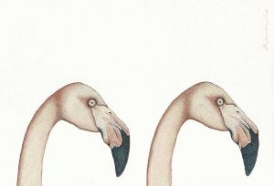 Phoenicopterus roseus - Flamingos
